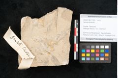 Foto (Objekt + Etikett) von Genista tinctoria L. (NHMW-GEO-2024-0188-11353)